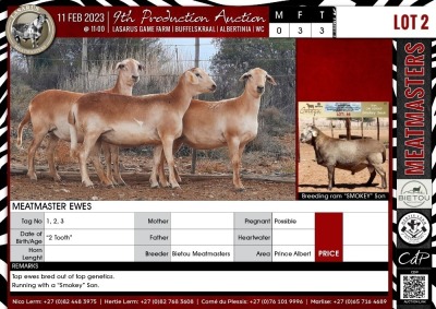 LOT 2 3X Meatmaster Ewes BIETOU MEATMASTERS Prince Albert (Per piece to take the lot)