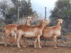 LOT 2 3X Meatmaster Ewes BIETOU MEATMASTERS Prince Albert (Per piece to take the lot) - 2