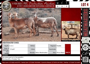 LOT 4 3X Meatmaster Ewes BIETOU MEATMASTERS Prince Albert (Per piece to take the lot)