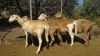 LOT 5 4X Meatmaster Ewes LASARUS Albertinia (Per piece to take the lot) - 2