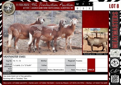 LOT 8 3X Meatmaster Ewes BIETOU MEATMASTERS Prince Albert (Per piece to take the lot)