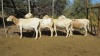 LOT 11 4X Meatmaster Ewes LASARUS Albertinia (Per piece to take the lot) - 2