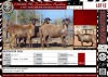 LOT 12 3X Meatmaster Ewes BIETOU MEATMASTERS Prince Albert (Per piece to take the lot)