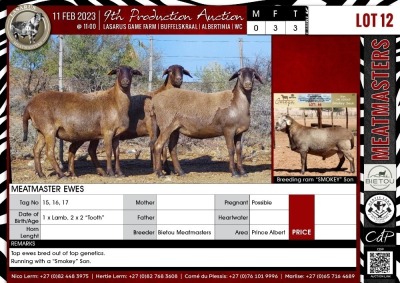 LOT 12 3X Meatmaster Ewes BIETOU MEATMASTERS Prince Albert (Per piece to take the lot)