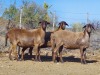 LOT 12 3X Meatmaster Ewes BIETOU MEATMASTERS Prince Albert (Per piece to take the lot) - 2