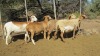 LOT 13 4X Meatmaster Ewes LASARUS Albertinia (Per piece to take the lot) - 2