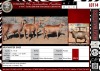 LOT 14 3X Meatmaster Ewes BIETOU MEATMASTERS Prince Albert (Per piece to take the lot)