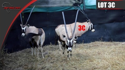 Bushveld Oryx