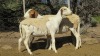 LOT 19 2X Meatmaster Ewes LASARUS Albertinia (Per piece to take the lot) - 2