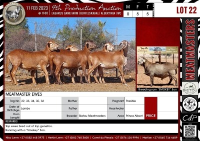 LOT 22 5X Meatmaster Ewes BIETOU MEATMASTERS Prince Albert (Per piece to take the lot)