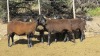 LOT 23 5X Meatmaster Ewes LASARUS Albertinia (Per piece to take the lot) - 2