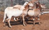 LOT 26 5X Meatmaster Ewes BIETOU MEATMASTERS Prince Albert (Per piece to take the lot) - 2