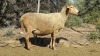 LOT 27 1+2X Meatmaster Ewe LASARUS Albertinia - 3