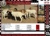 LOT 29 8X Meatmaster Ewes LASARUS Albertinia (Per piece to take the lot)