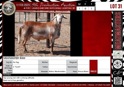 LOT 31 1X Meatmaster Ram BIETOU MEATMASTERS Prince Albert