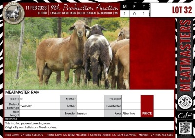 LOT 32 1X Meatmaster Ram LASARUS Albertinia