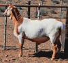 LOT 33 1X Meatmaster Ram BIETOU MEATMASTERS Prince Albert - 2