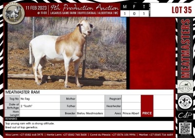 LOT 35 1X Meatmaster Ram BIETOU MEATMASTERS Prince Albert