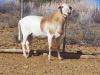 LOT 35 1X Meatmaster Ram BIETOU MEATMASTERS Prince Albert - 2