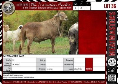 LOT 36 1X Meatmaster Ram LASARUS Albertinia