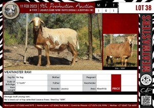 LOT 38 1X Meatmaster Ram LASARUS Albertinia