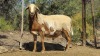 LOT 38 1X Meatmaster Ram LASARUS Albertinia - 2