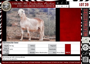 LOT 39 1X Meatmaster Ram BIETOU MEATMASTERS Prince Albert