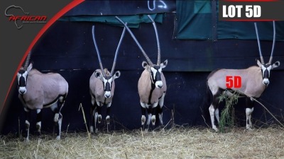 Bushveld Oryx