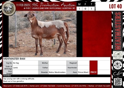 LOT 40 1X Meatmaster Ram BIETOU MEATMASTERS Prince Albert