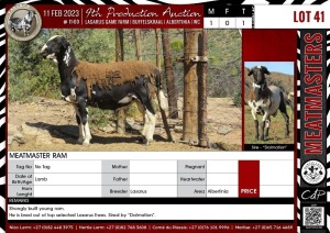 LOT 41 1X Meatmaster Ram LASARUS Albertinia