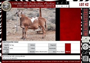 LOT 42 1X Meatmaster Ram BIETOU MEATMASTERS Prince Albert