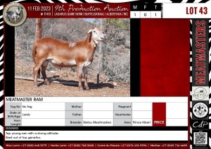 LOT 43 1X Meatmaster Ram BIETOU MEATMASTERS Prince Albert