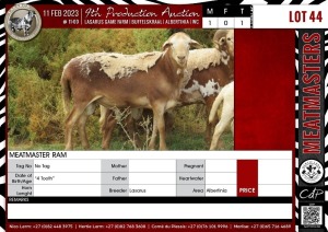 LOT 44 1X Meatmaster Ram LASARUS Albertinia