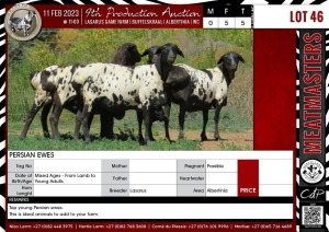 LOT 46 5X Persian Ewes LASARUS Albertinia (Per piece to take the lot)