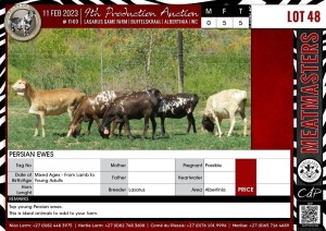 LOT 48 5X Persian Ewes LASARUS Albertinia (Per piece to take the lot)