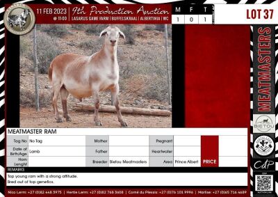 LOT 37 1X Meatmaster Ram BIETOU MEATMASTERS Prince Albert