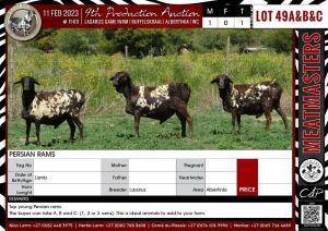 LOT 49A 1X Persian Ram LASARUS Albertinia