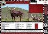 LOT 1 1X Full Blood Ankole cow LASARUS Albertinia