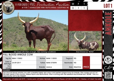 LOT 1 1X Full Blood Ankole cow LASARUS Albertinia