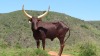 LOT 1 1X Full Blood Ankole cow LASARUS Albertinia - 2