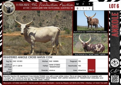 LOT 6 1X Registered Ankole cross Watusi cow LASARUS Albertinia