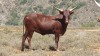 LOT 8 1X Registered Ankole cross Watusi heifer LASARUS Albertinia - 2