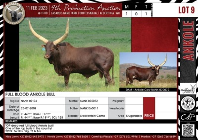 LOT 9 1X Full Blood Ankole bull STERKFONTEIN GAME Krugersdorp