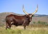 LOT 9 1X Full Blood Ankole bull STERKFONTEIN GAME Krugersdorp - 2