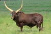 LOT 9 1X Full Blood Ankole bull STERKFONTEIN GAME Krugersdorp - 3