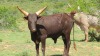 LOT 10 1X Full Blood Ankole bull LASARUS Albertinia