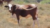 LOT 11 3+2X Nguni heifers in calf to stud Ankole bull LASARUS Albertinia (Pay per piece tp take all) - 2