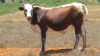 LOT 11 3+2X Nguni heifers in calf to stud Ankole bull LASARUS Albertinia (Pay per piece tp take all) - 3