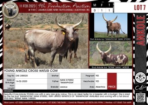 LOT 7 1X Young Ankole Cross Watusi cow LASARUS Albertinia