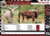 LOT 12A 1X Young ankole cross Watusi bull LASARUS Albertinia